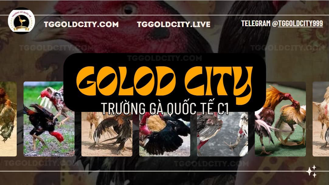 hệ thống gà chọi gold city